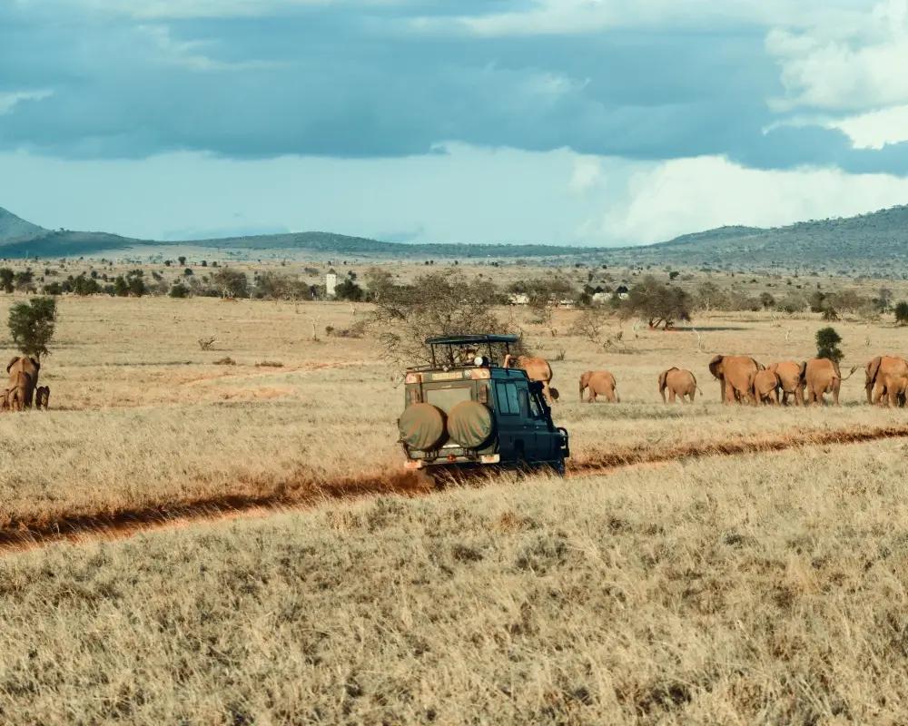 Afrika’da Büyük Göç ve İzlenebileceği En İyi Safari Kampları