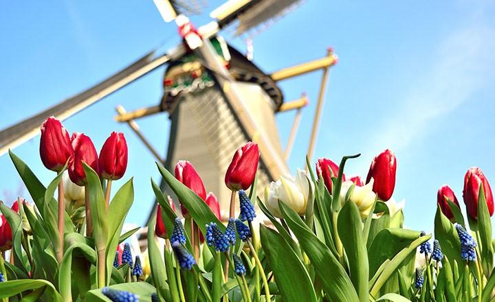 Dünyanın En Büyük Çiçek Bahçesi Keukenhof