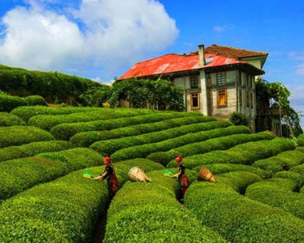 Karadeniz'in İncisi Çayeli