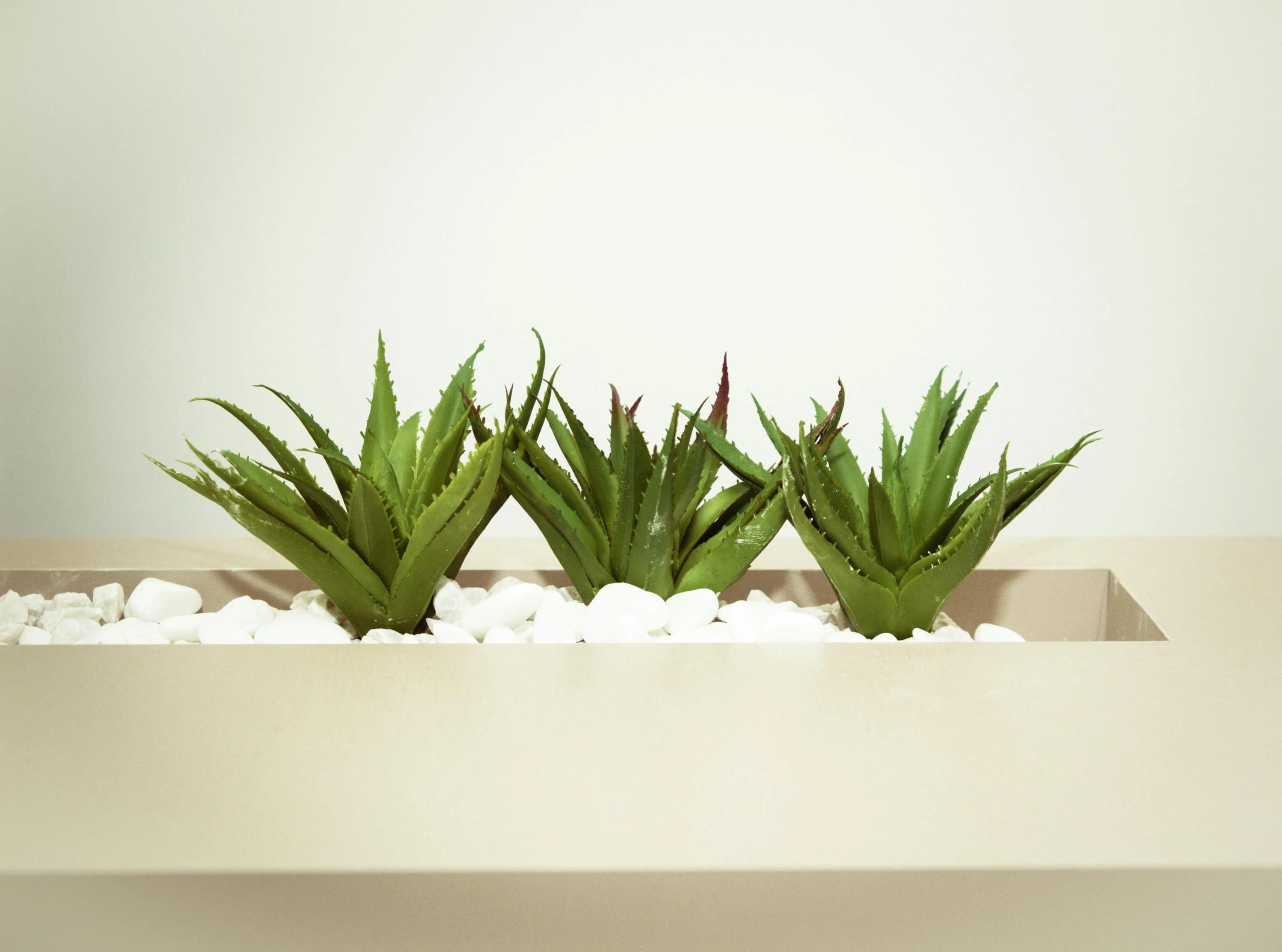 Aloe Vera Bakımı: İpuçları ve Püf Noktaları