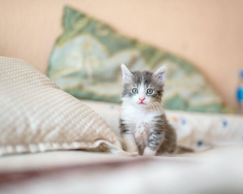 Yavru Kedi Nasıl Beslenir?