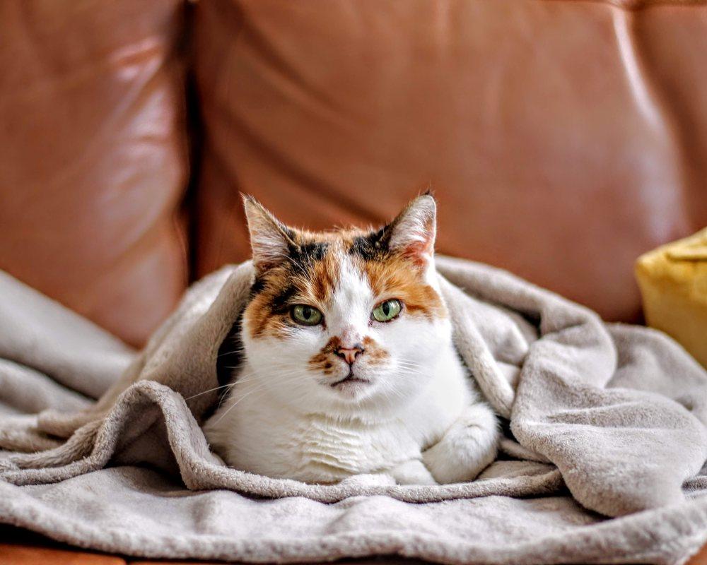 Evde Kedi Bakımı Nasıl Olmalı?