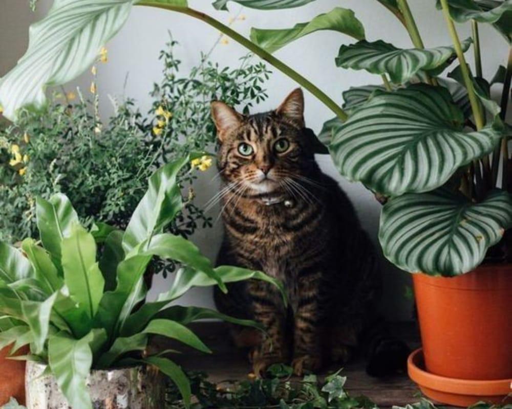 Kedi ve Köpekler İçin Zehirli Bitkiler
