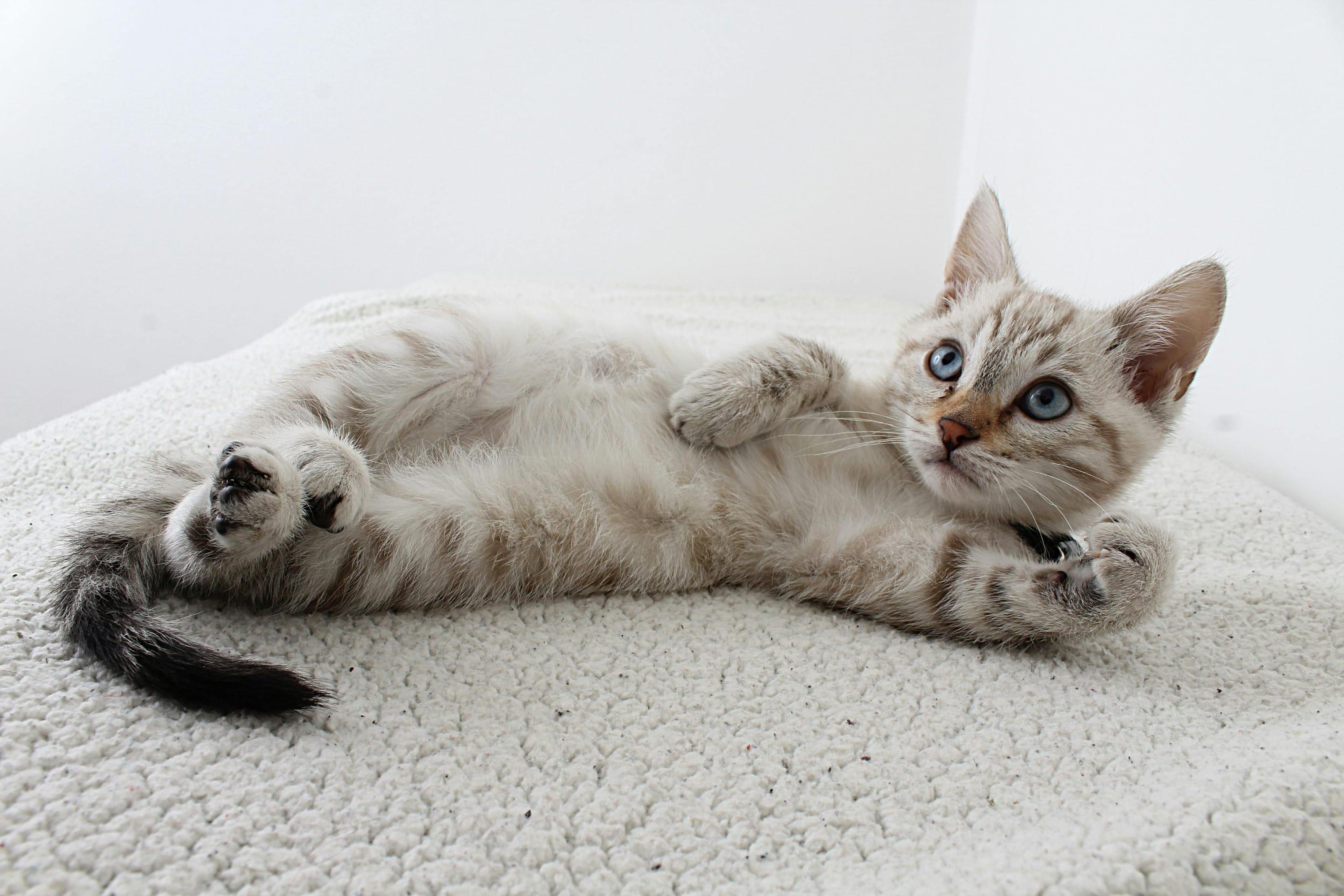 En İyi Kedi Mamaları