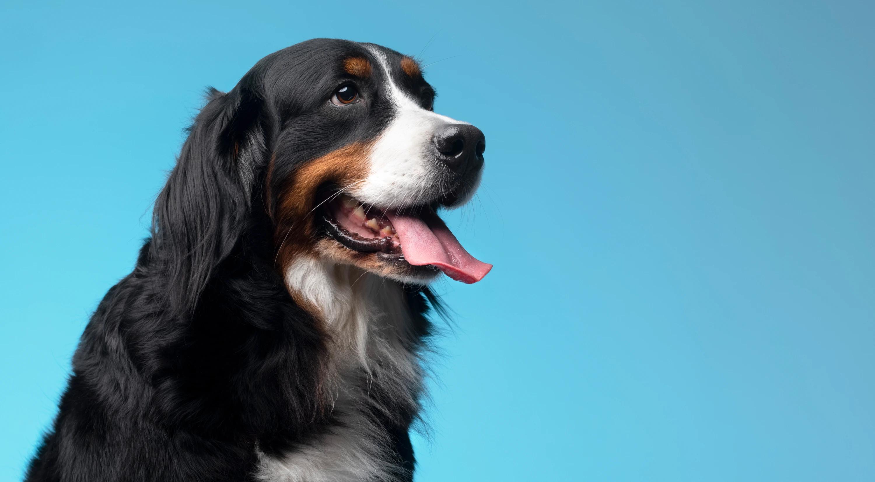 Köpek Bakımında Günlük ve Haftalık Rutinler