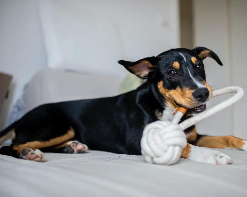 Köpeğinizi Mutlu Edecek Oyuncaklar