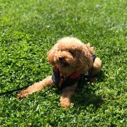 Toffee