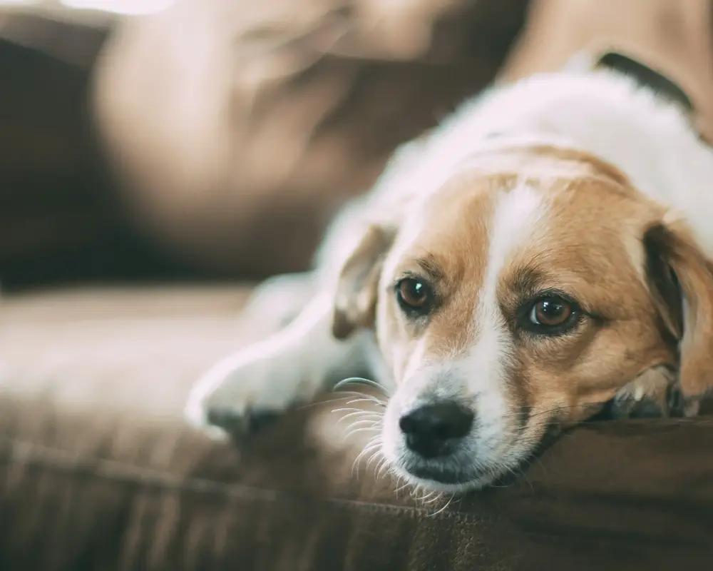 Kedi ve Köpeklerde İlk Yardım Uygulamaları