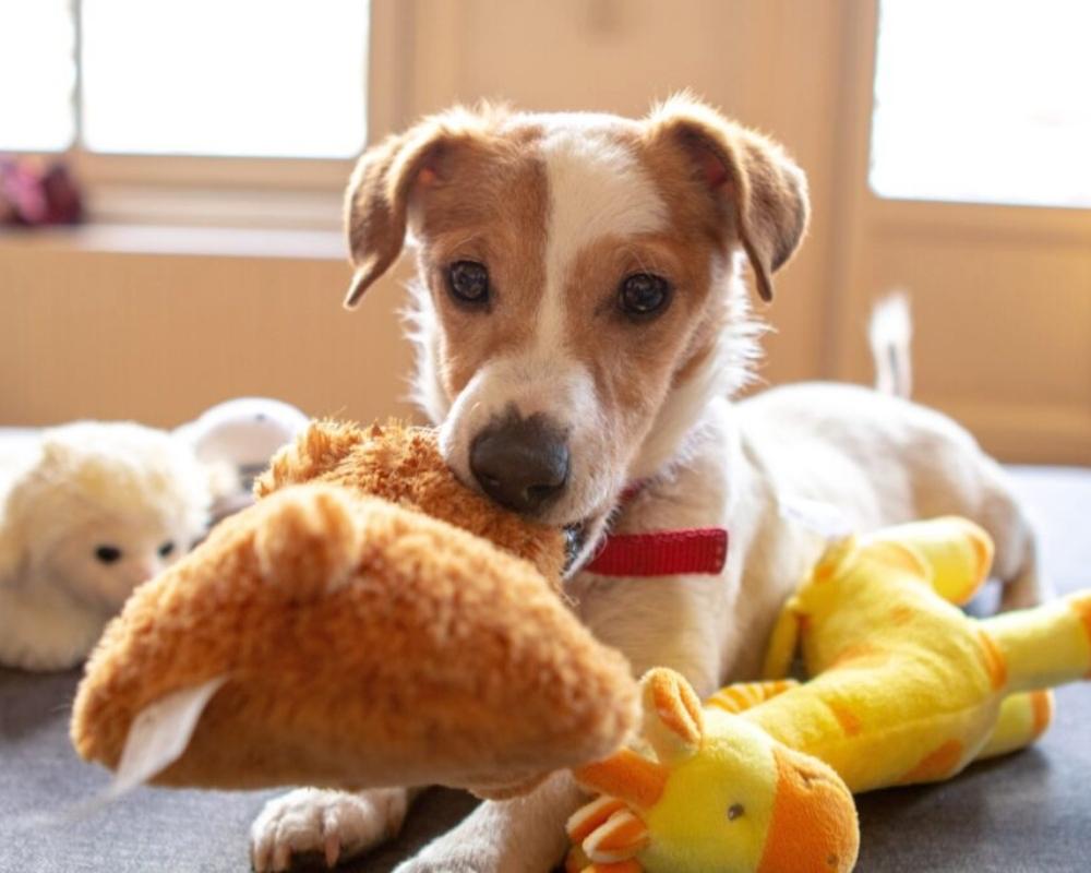 Köpeklerde Yalancı Gebelik Hakkında Bilinmesi Gerekenler