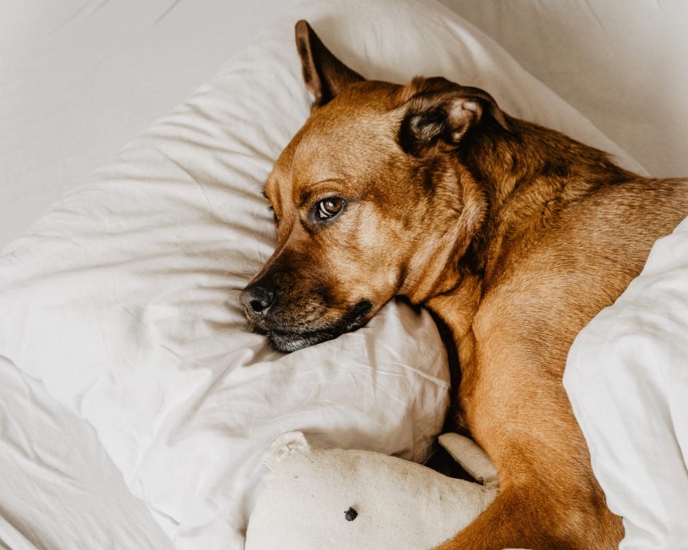 Kedi ve Köpeklerin Yabancı Cisim Yutması