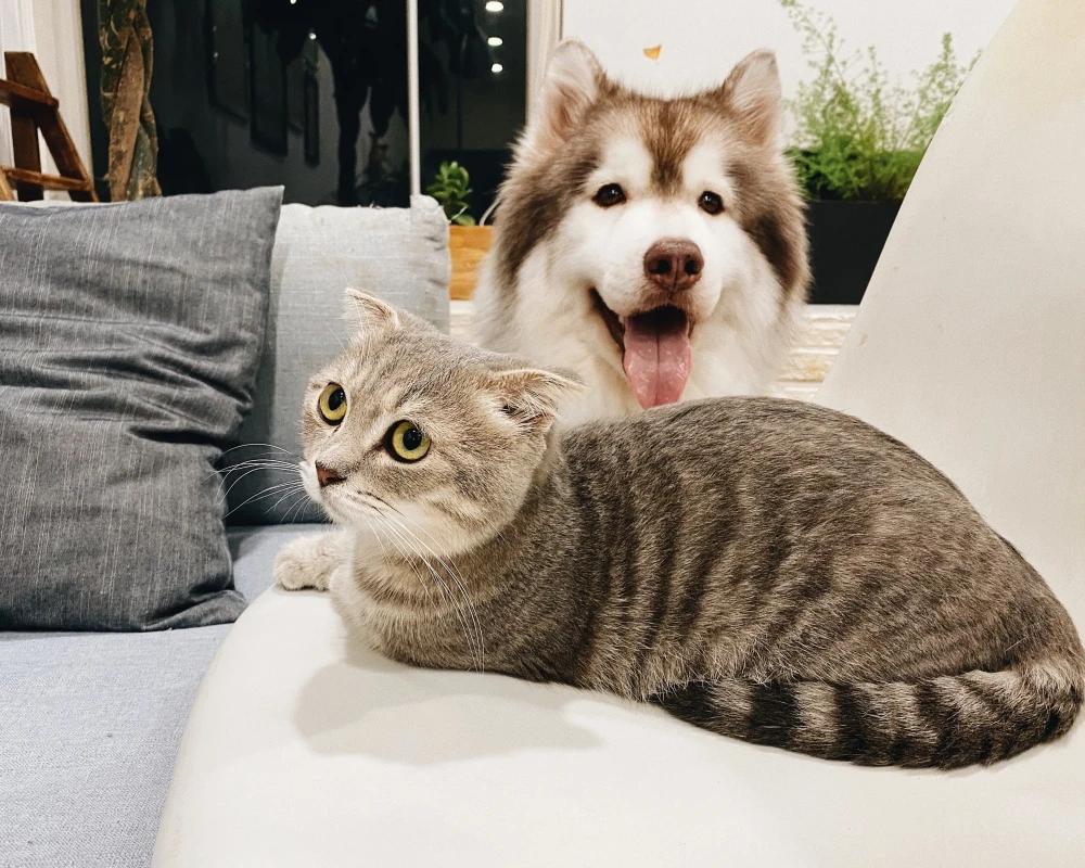 Kedi ve Köpeklerde Ameliyat Sonrası Bakım