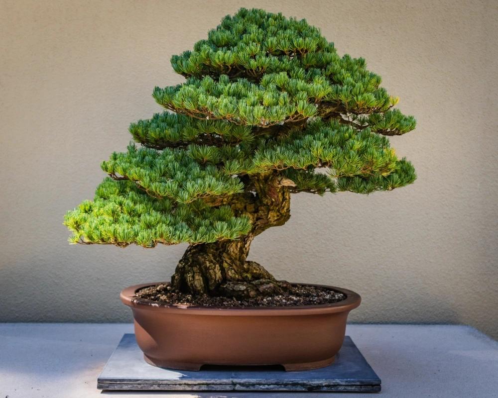 Minyatür Bir Sanat Eseri: Bonsai Bitkisi