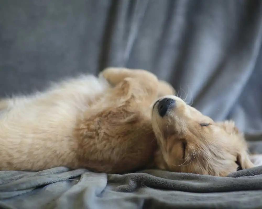 Kedi ve Köpeklerde Ağrı Belirtileri ve Kontrolü