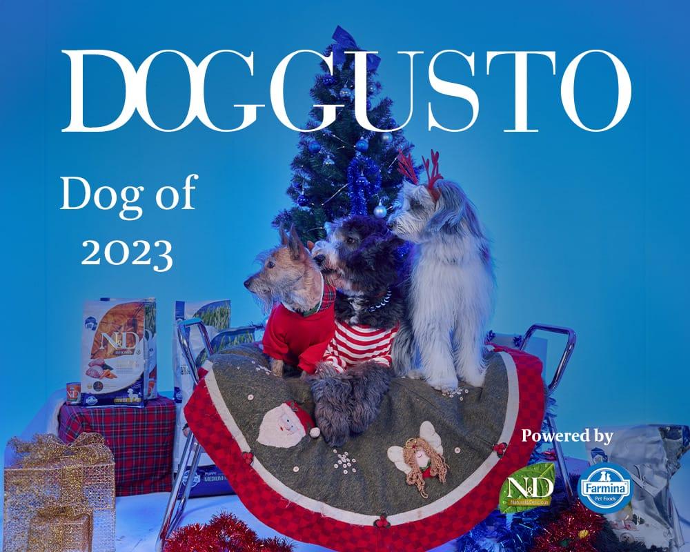 DOGGUSTO Yılbaşı Çekimi