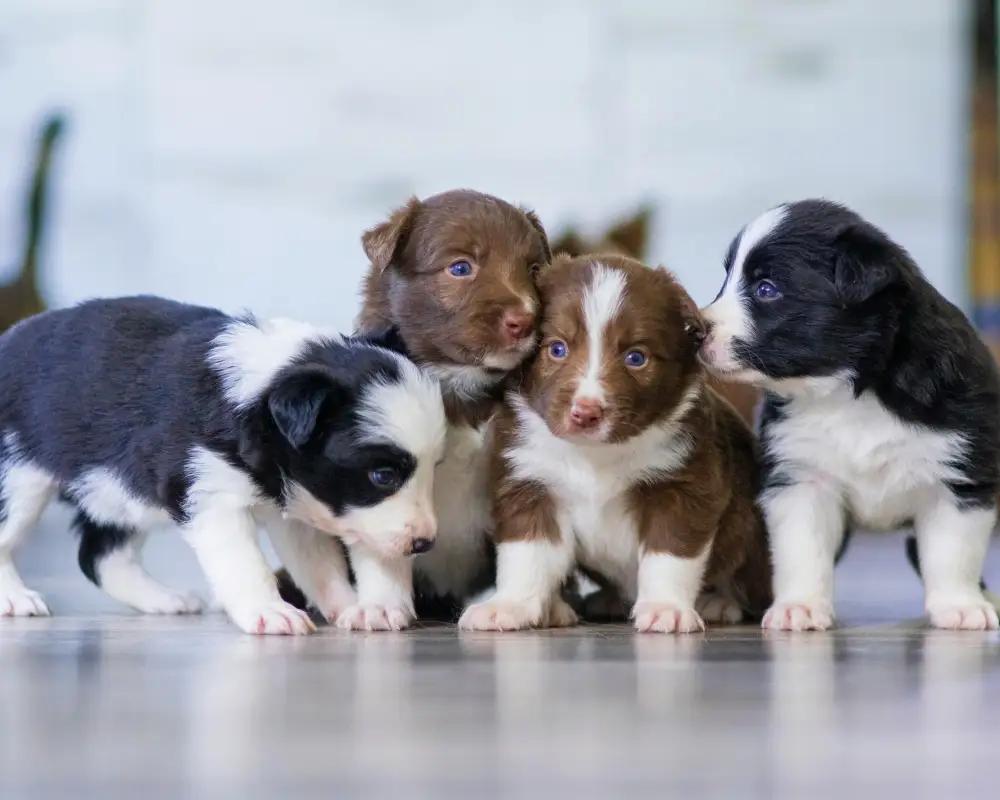 Kedi ve Köpeklerde Kısırlaştırma Operasyonu: Öncesi ve Sonrası