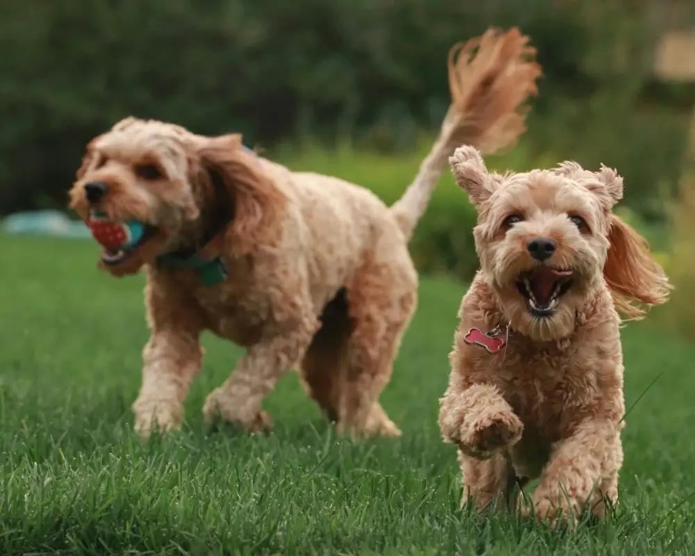Kedi ve Köpekler İçin Sağlıklı Yaşam Rehberi
