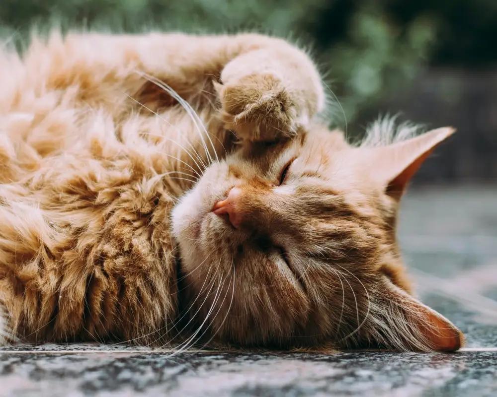 Kedi ve Köpeklerde Meme Tümörleri