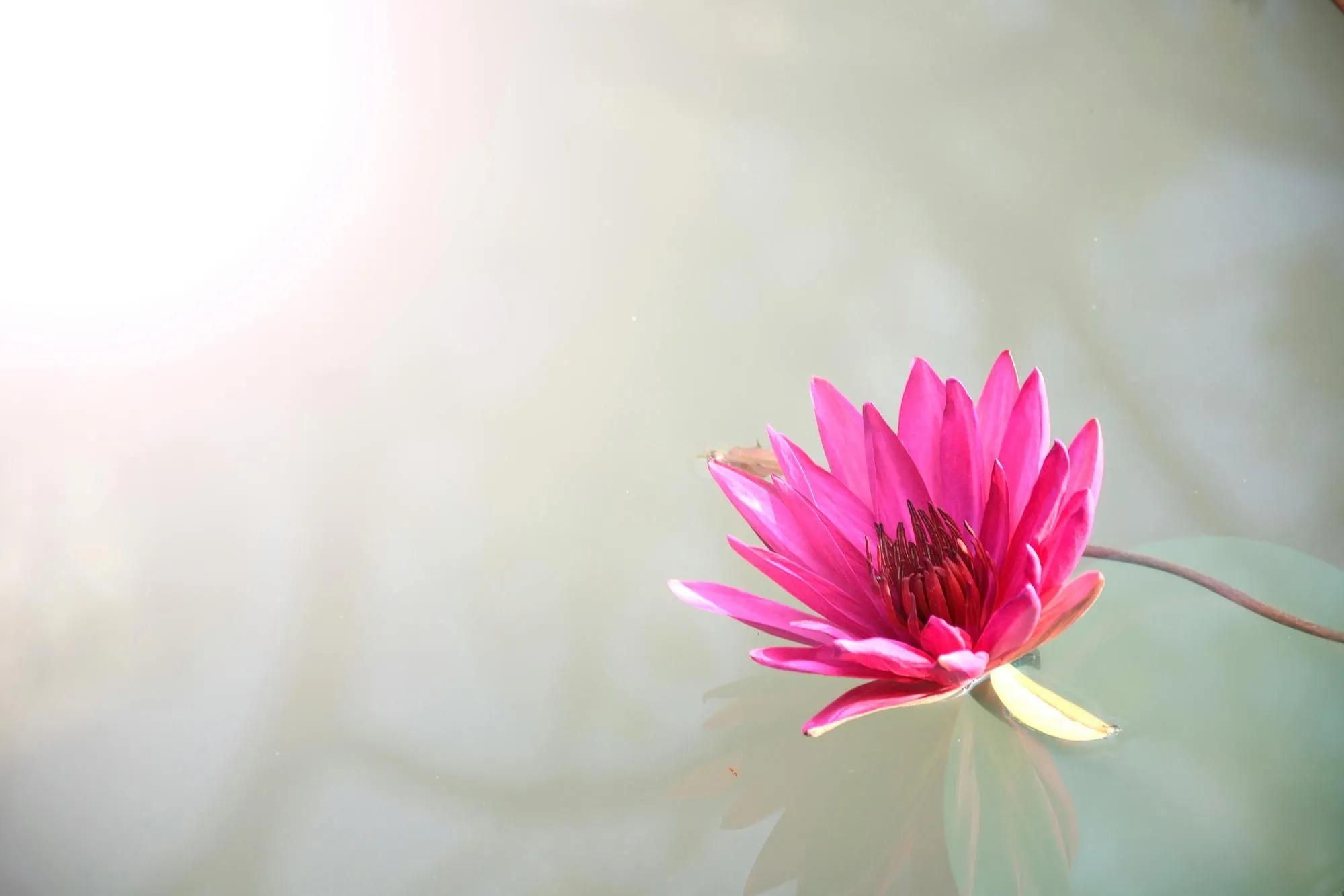 Lotus Çiçeği Bakımı: İpuçları ve Püf Noktaları