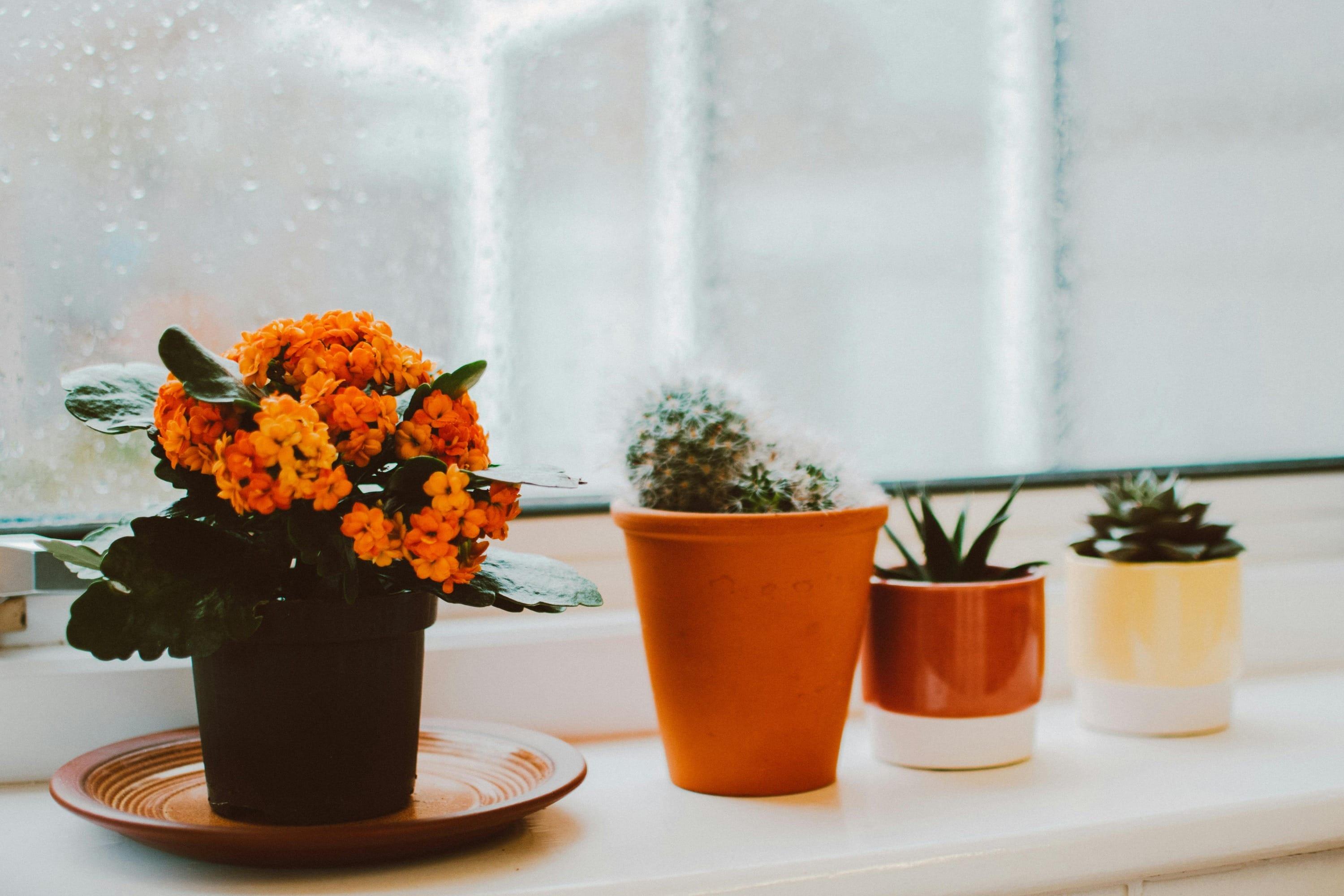 Kalanchoe Çiçeği: Bakımı ve İpuçları