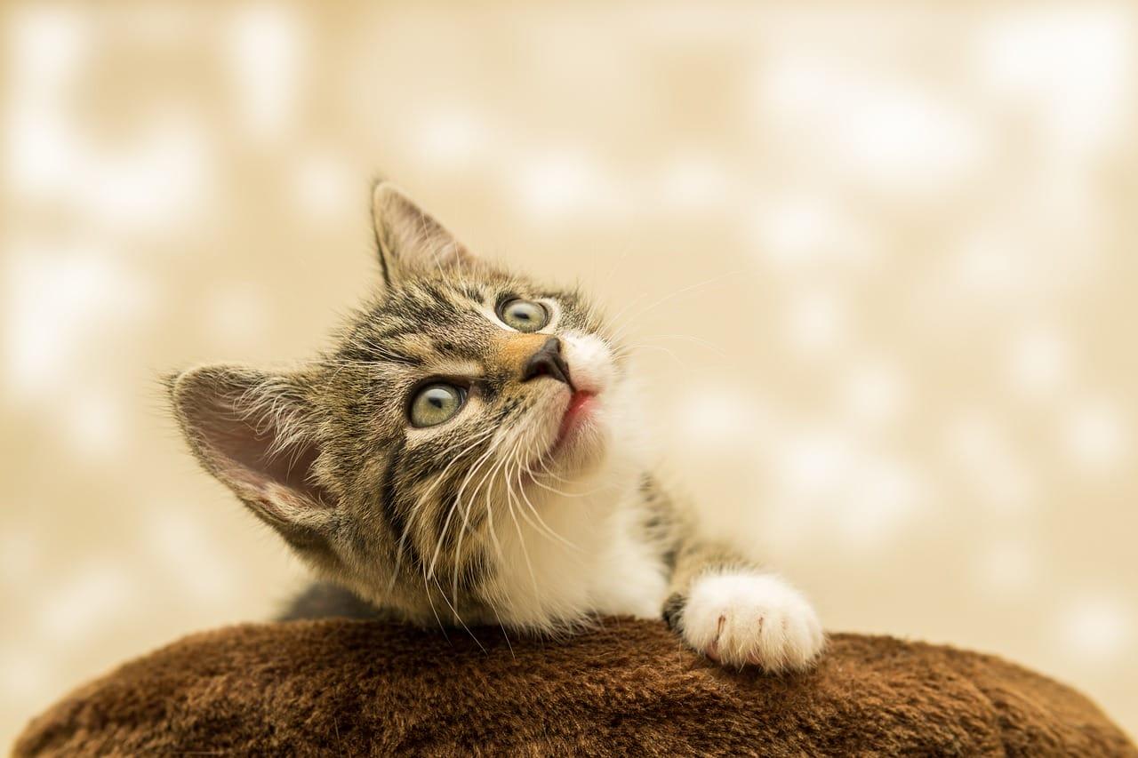 Kedi Patisi Hakkında Bilmeniz Gereken Her Şey