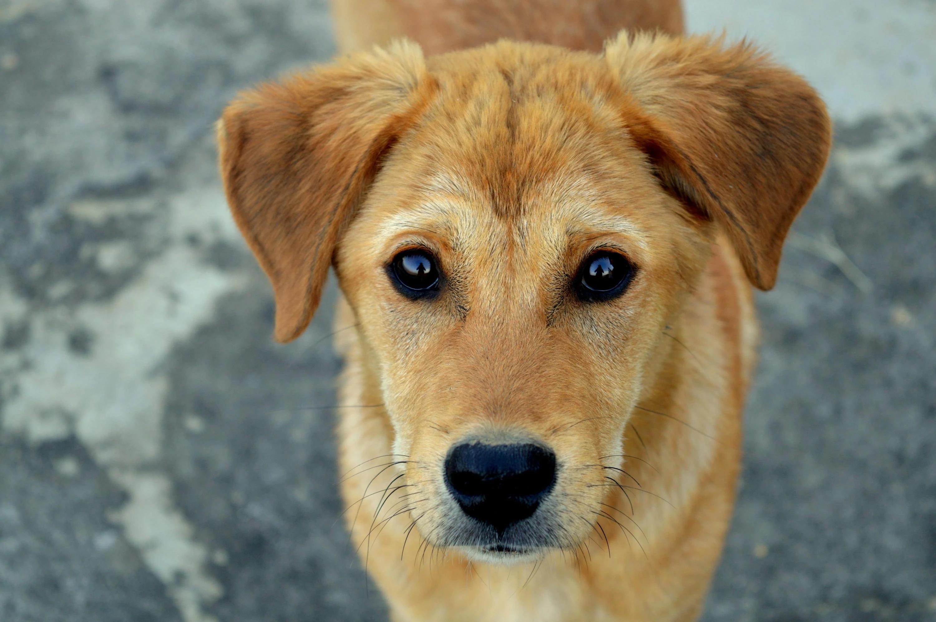 Köpek Cinsleri ve Özellikleri Hakkında Her Şey