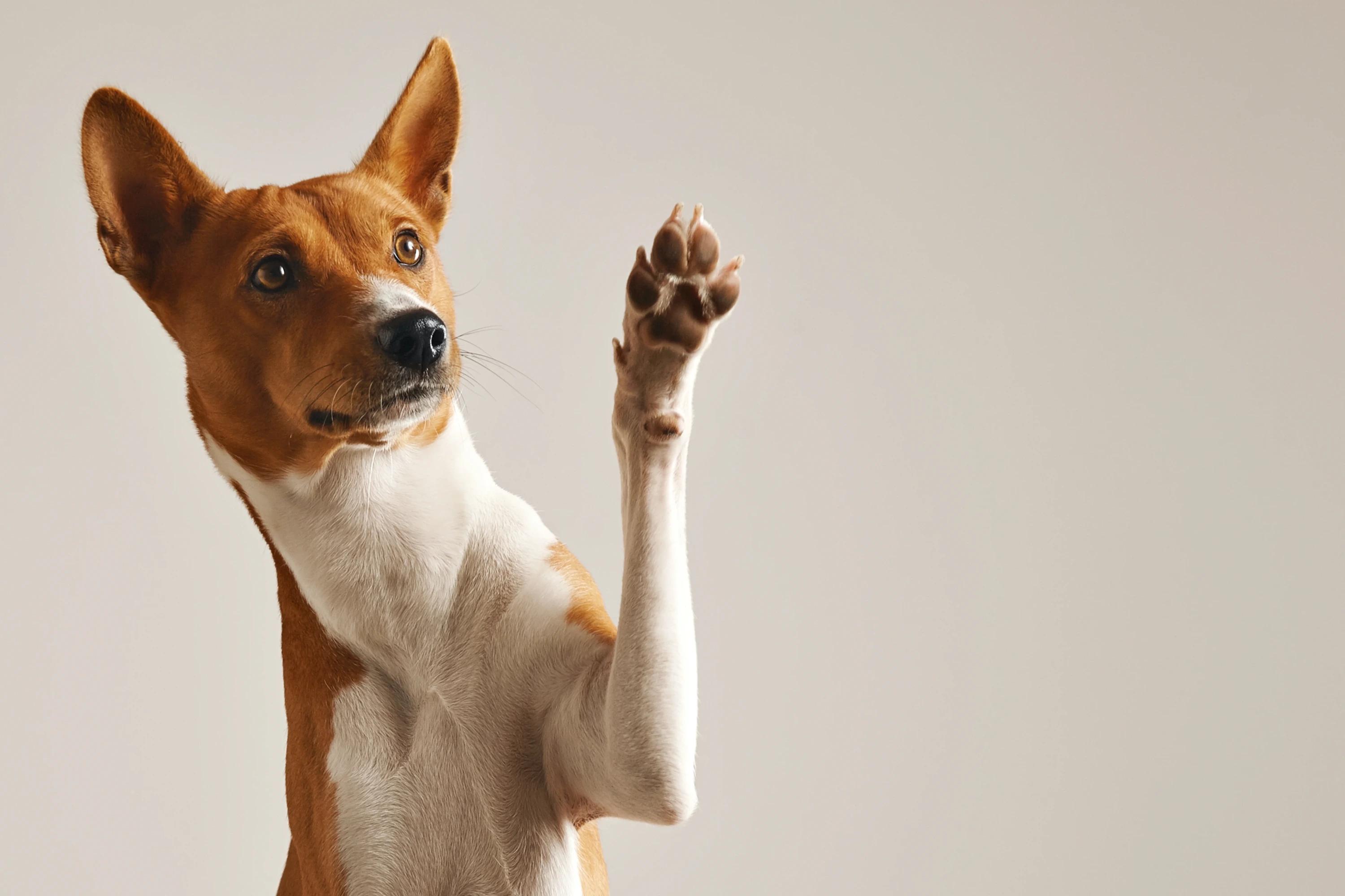 Köpek Severlerin İzlemesi Gereken Filmler