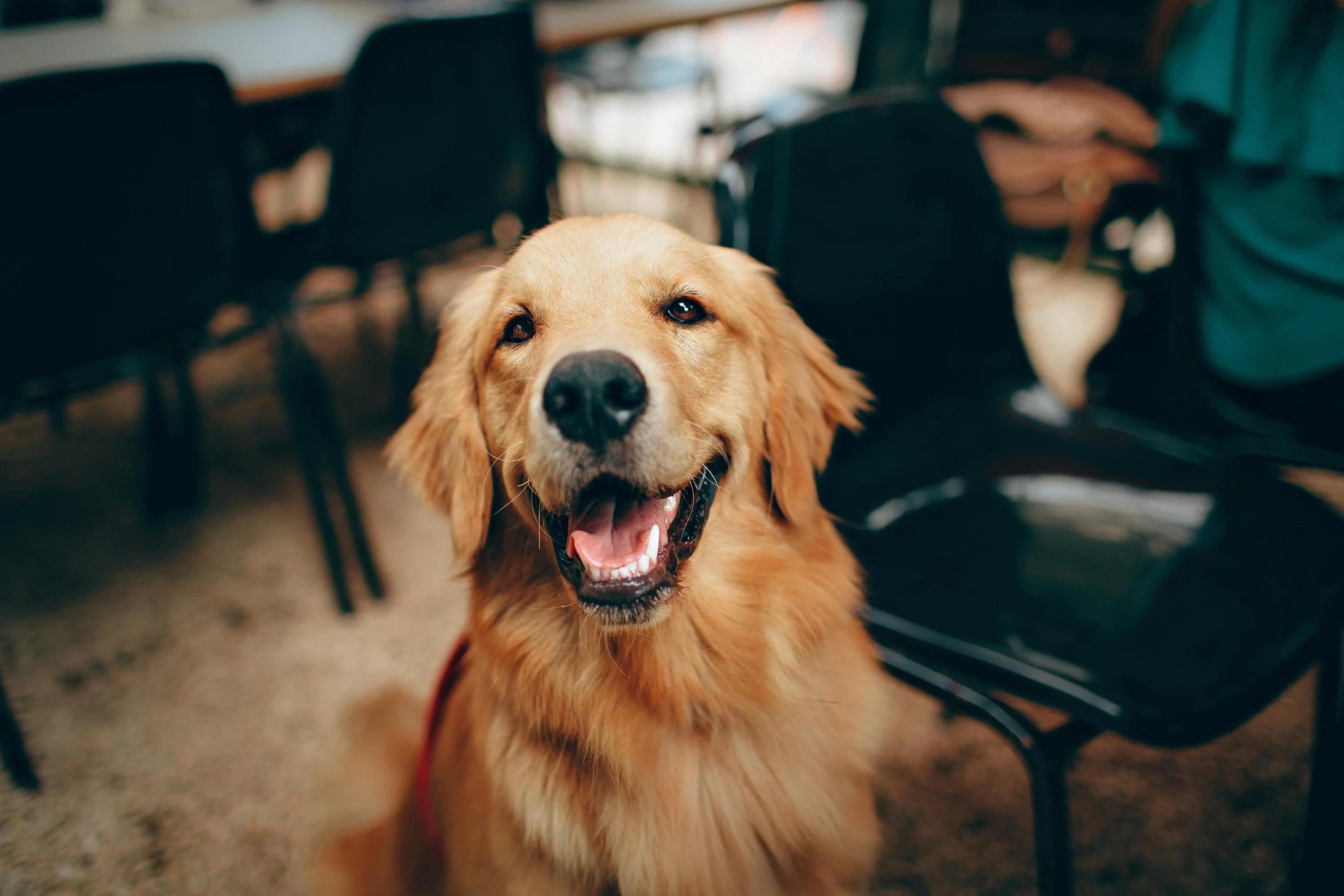 Köpekler Davranışları ile Ne Mesaj Veriyor?