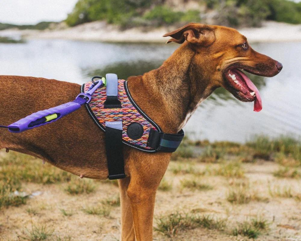 Köpekler İçin En İyi Tasma Önerileri