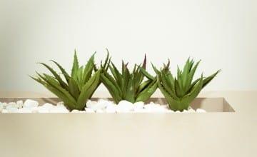 Aloe Vera Bitkisi Hakkında Bilmeniz Gerekenler