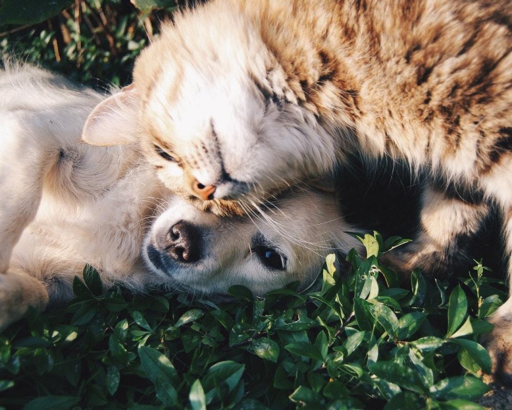 Kedi ve Köpeklerde Anestezi Yöntemleri