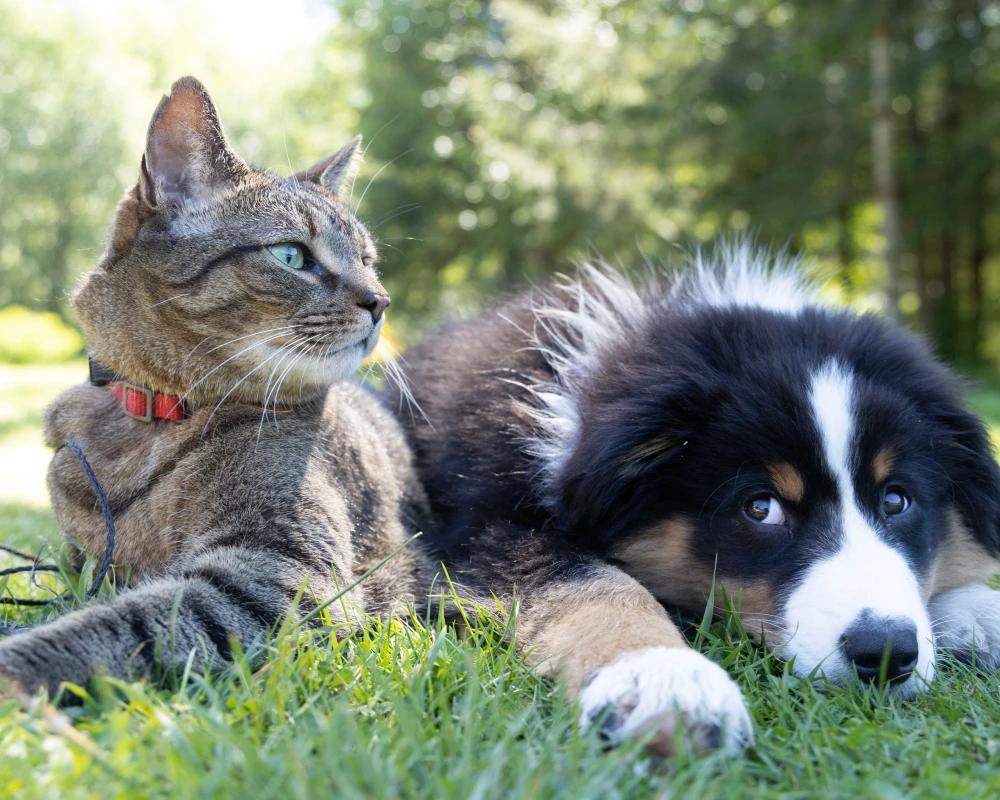 Kedi ve Köpek Beslenmesi Hakkında Bilmeniz Gerekenler