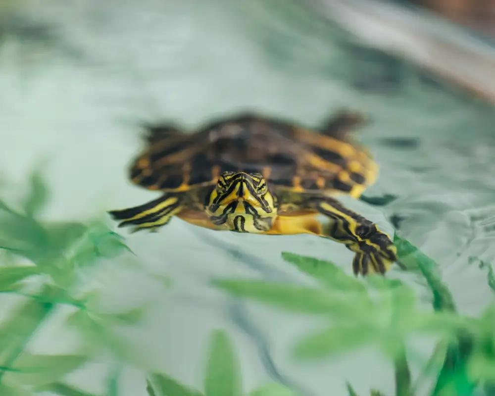 Evde Su Kaplumbağası Bakımı