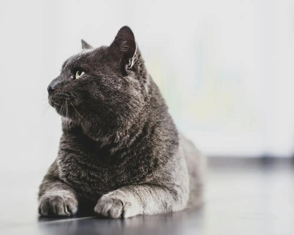 Kediniz Neden Kum Kabını Reddediyor?
